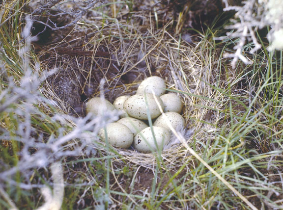 Greater sage grouse (female)