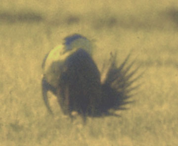 Greater sage grouse (male)