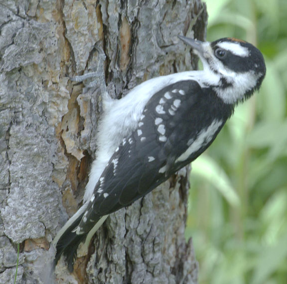 Hairy woodpecker (female)