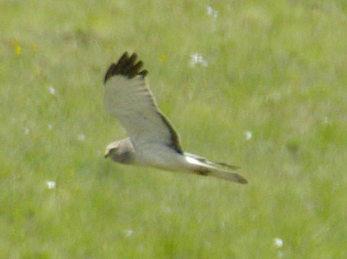 Northern harrier (male)