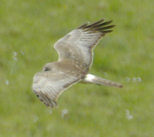 Northern harrier (male)