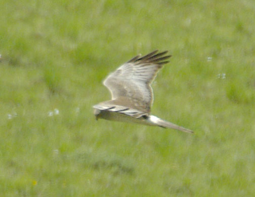 Northern harrier (male)
