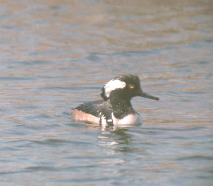 Hooded merganser (male)