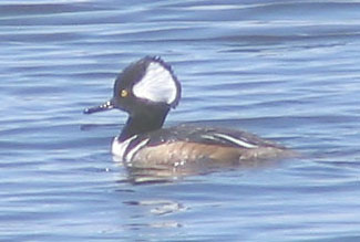 Hooded merganser (male)
