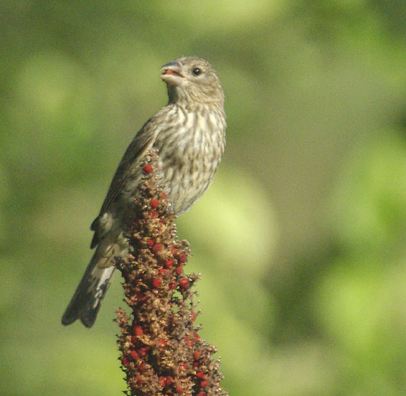 House finch (female)