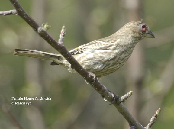 House finch (female)