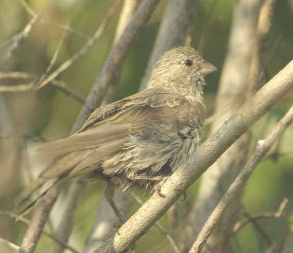 House finch (female)