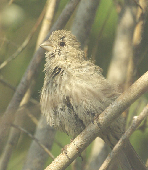 House finch (female)