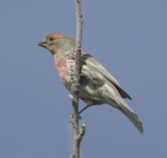House finch (male)