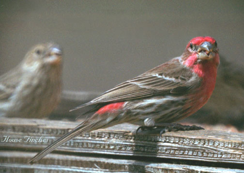 House finch (male)