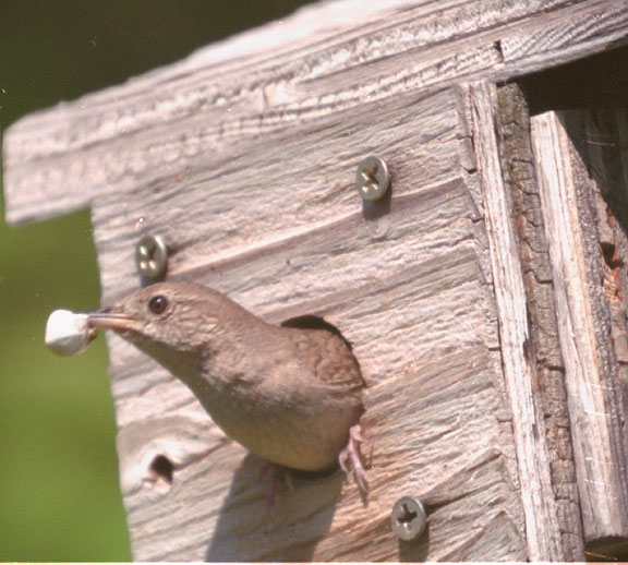 House wren