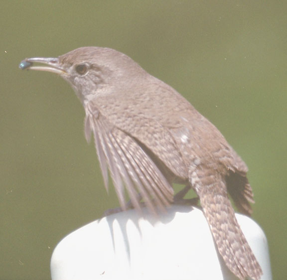 House wren