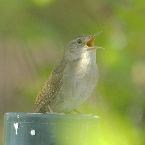 House wren