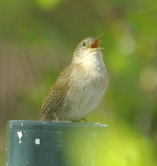 House wren