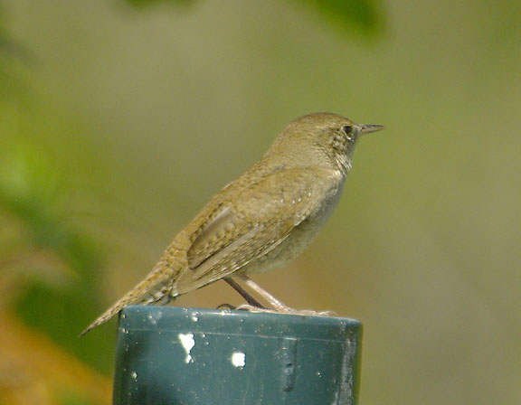 House wren