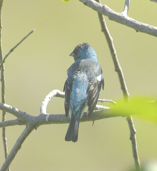 Lazuli bunting (male)