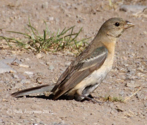 Lazuli bunting (female)
