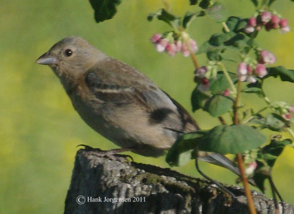 Lazuli bunting (female)
