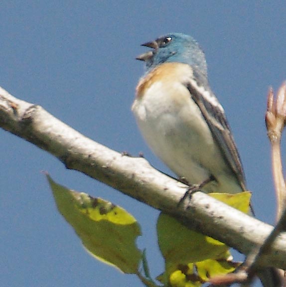 Lazuli bunting (male)