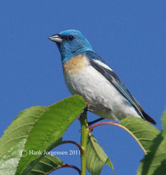 Lazuli bunting (male)