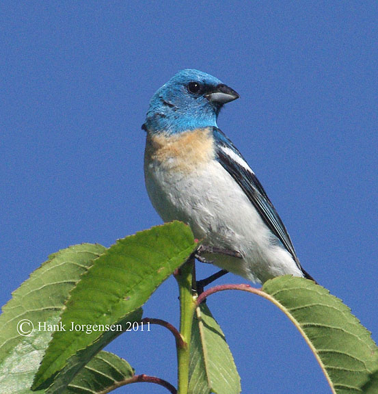 Lazuli bunting (male)