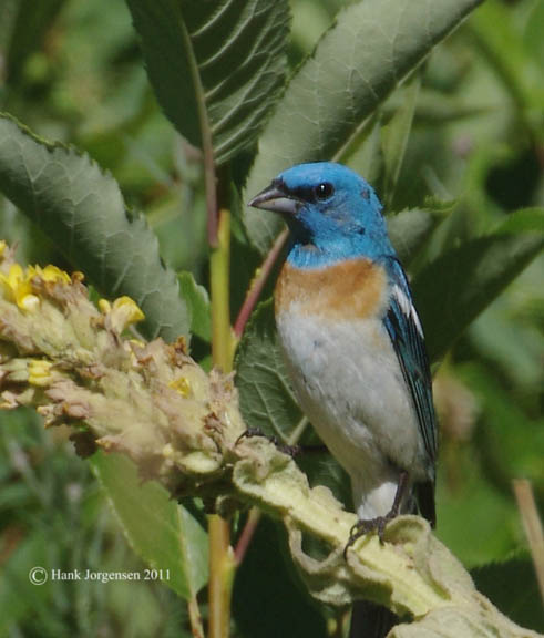 Lazuli bunting (male)
