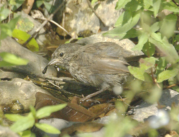 Lincoln's sparrow