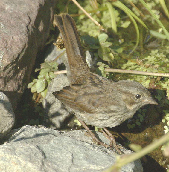 Lincoln's sparrow