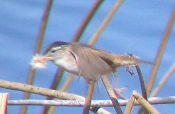 Marsh wren