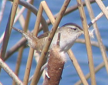 Marsh wren