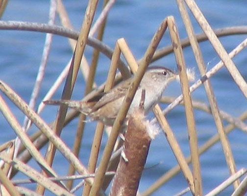 Marsh wren
