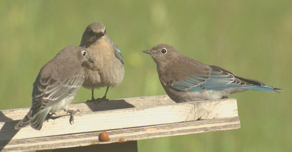 Mountain bluebird (female)