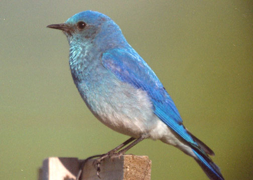 Mountain bluebird (male)