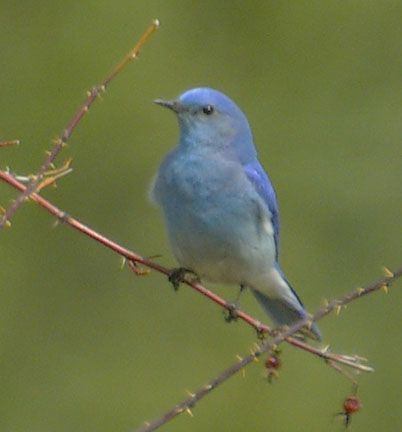 Mountain bluebird (male)