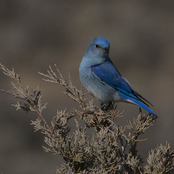 Mountain bluebird (male)