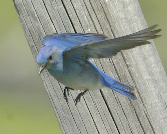 Mountain bluebird (male)