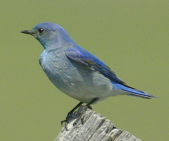 Mountain bluebird (male)