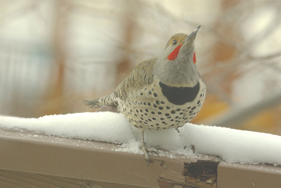 Northern flicker (red-shafted) (male)
