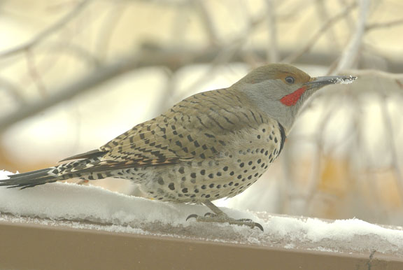 Northern flicker (red-shafted) (male)