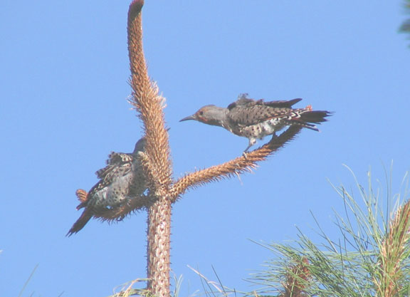 Northern flicker (red-shafted) (male)