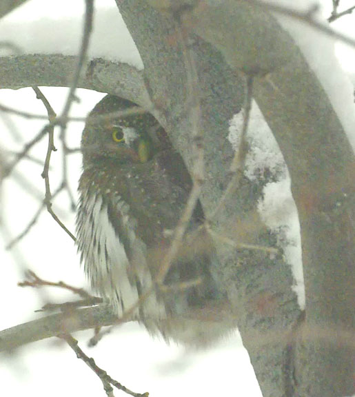 Northern pygmy owl