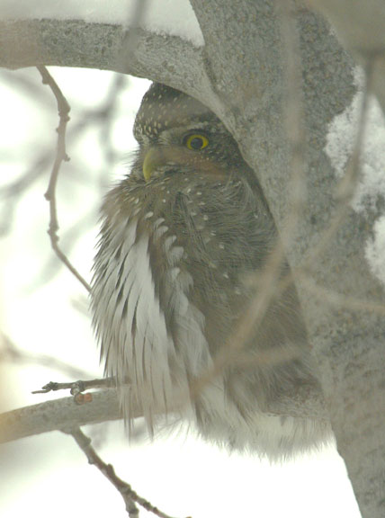 Northern pygmy owl