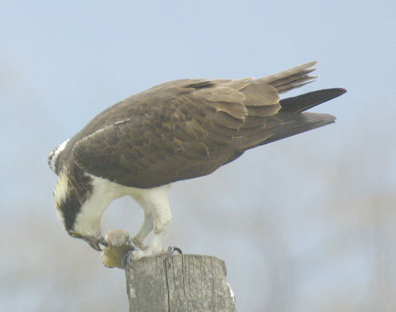 Osprey
