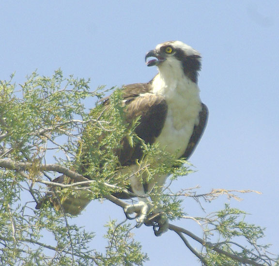 Osprey
