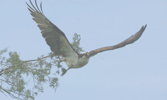 Osprey