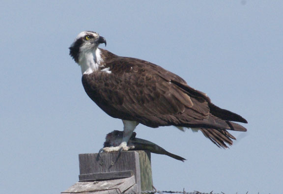 Osprey