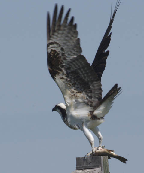 Osprey