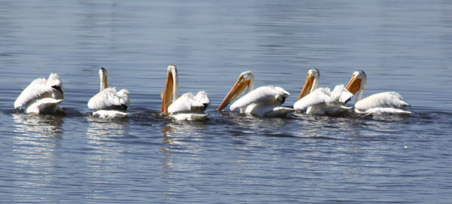 American white pelican
