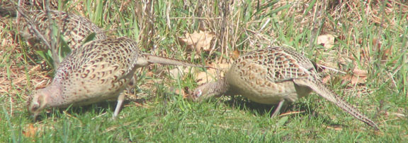 Ring-necked pheasant (female)