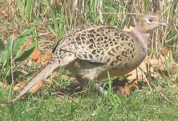 Ring-necked pheasant (female)